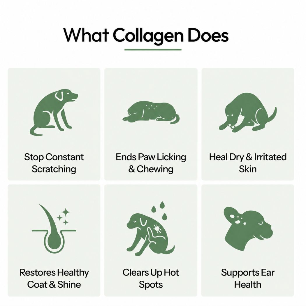 Canbloom Premium Liquid Collagen  - 1+1 FREE