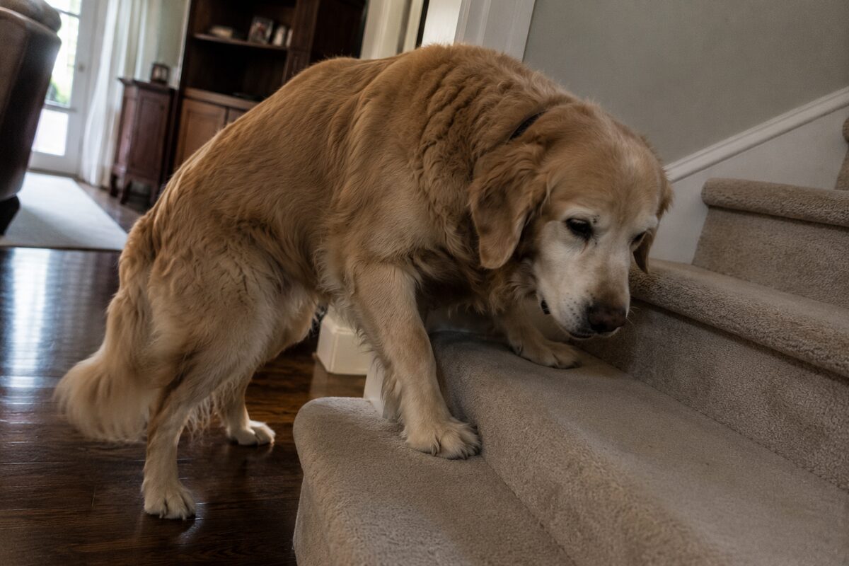 Dog slowing down on the stairs